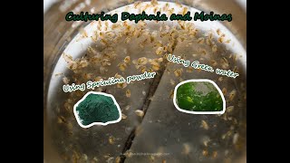 How To Culture Daphnia and Moinas using Green Water Spirulina powder [upl. by Auberbach448]