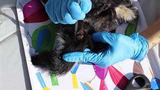 Taxidermy Tutorial How To Remove A Skunks Scent Glands [upl. by Atyekram]