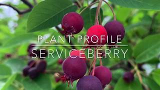 Serviceberry Plant Profile [upl. by Laet]