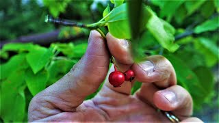 How to Identify and Find the Serviceberry aka Juneberry Tree Identification Guide Fruit Bark Leaves [upl. by Malkin768]