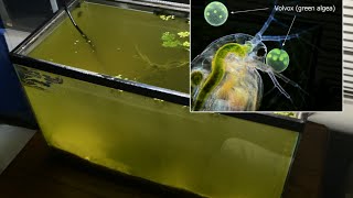 Raising Daphnia for the Freshwater Aquarium [upl. by Ycat]