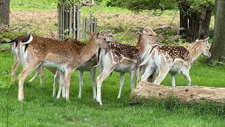 Richmond Park [upl. by Johppa]