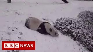 Pandas sliding in the snow  BBC News [upl. by Arney106]