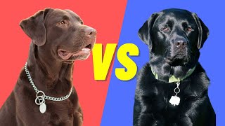 Black Lab Vs Chocolate Lab  Compare and Contrast the popular labs [upl. by Winwaloe175]