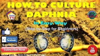 HOW TO CULTURE DAPHNIA In Easy Way [upl. by Cuthbert510]