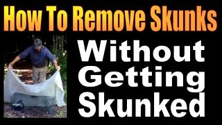 HOW TO REMOVE SKUNKS WITHOUT GETTING SKUNKED [upl. by Nadual]