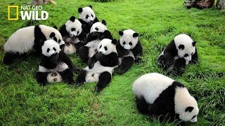 Life of Rare Panda – National Geographic And Wildlife Animal Documentary [upl. by Burlie]