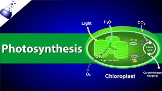 Photosynthesis [upl. by Jade753]