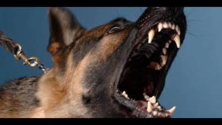 Angry DOG Bark amp Growl Sound Effects [upl. by Nnylirak]